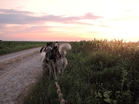 Huskies Erleben